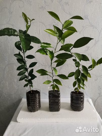 Мандариновое дерево