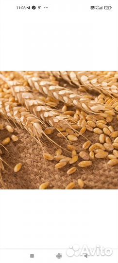 Пшеница