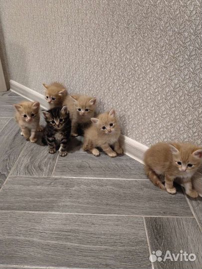 Котята в добрый и ласковые руки