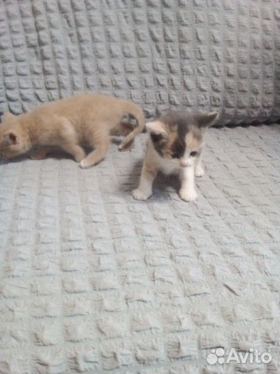 Отдам котят