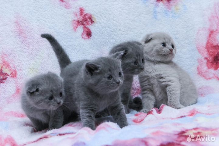 Шотландские котята