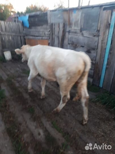 Продаётся бык