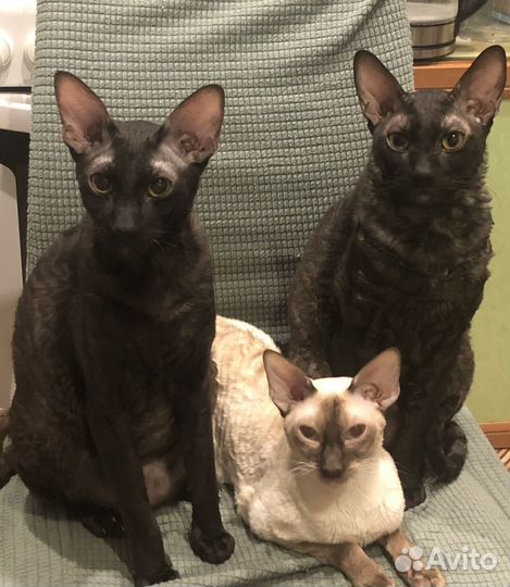 Корниш-рекс