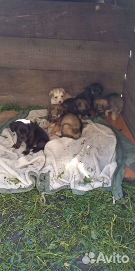 Собака в добрые руки щенок