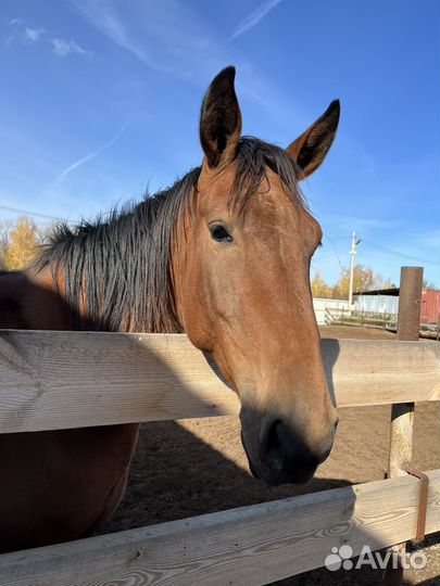 Продается лошадь