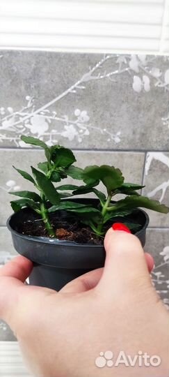 Каланхоэ каландива красный