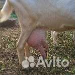 Козы козлы козлята Зааненские на племя