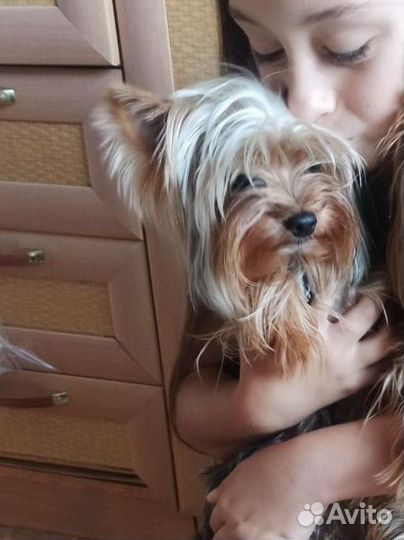 Йоркширский терьер