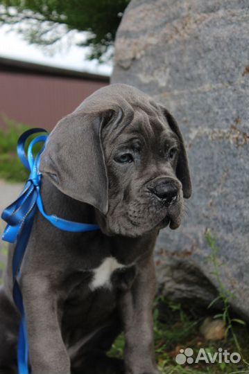 Кане Корсо щенки серые