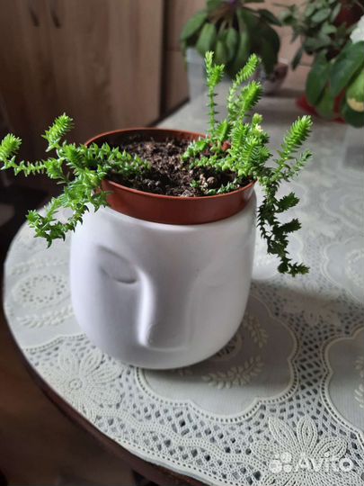 Красула плауновидная