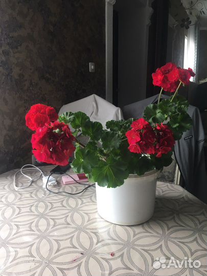 Пеларгония герань