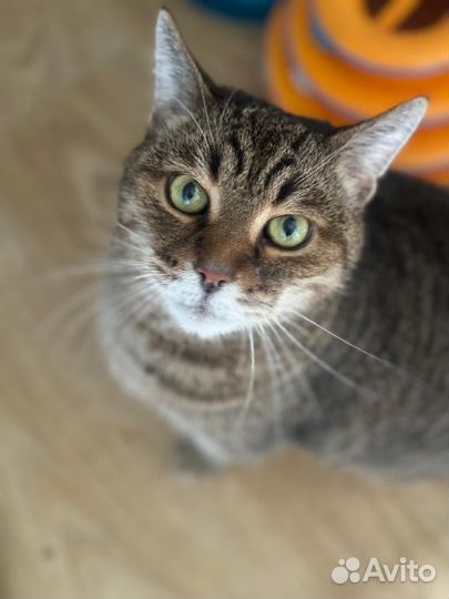 Котик в добрые руки