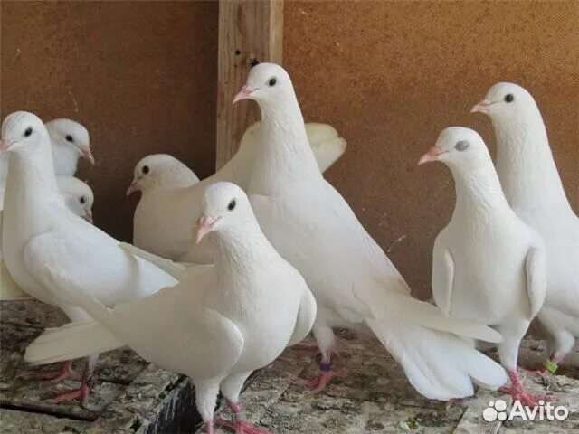 Продажа голубей