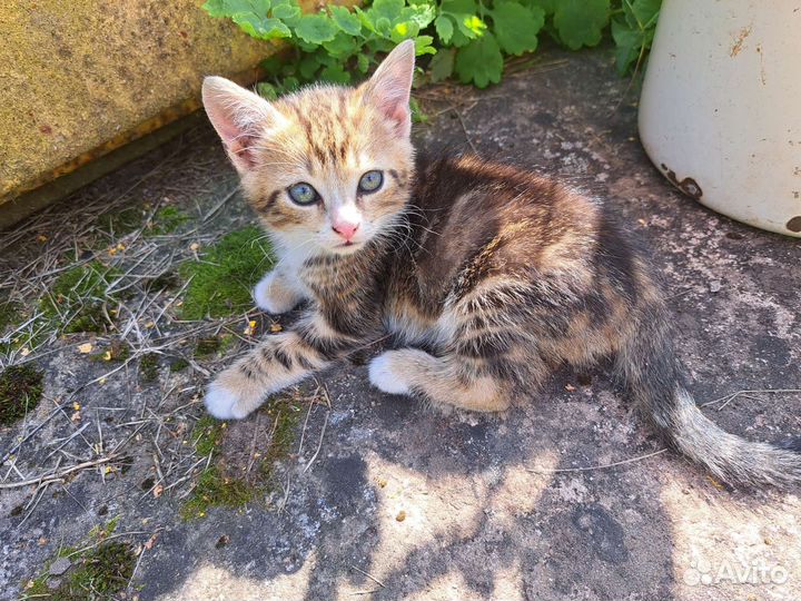 Котята бесплатно