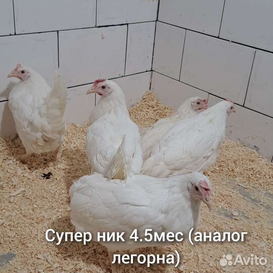 Куры несушки