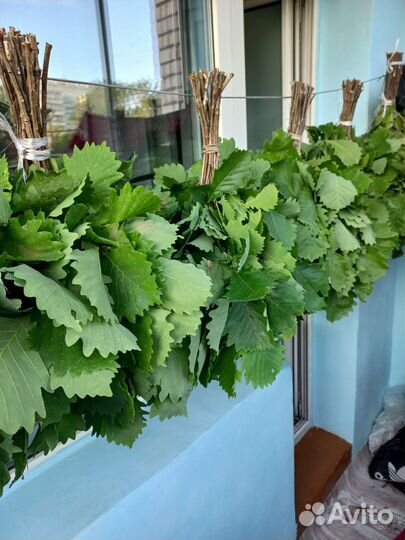 Дубовые и березовые веники для бани