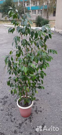 Фикус бенджамина большой 130см.высота