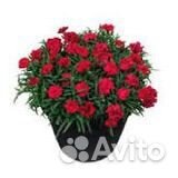 Гвоздика санфлор комнатная