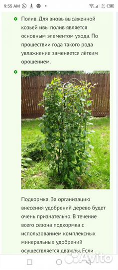 Ива козья на штамбе