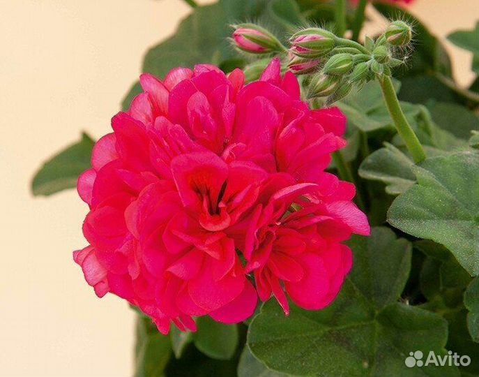 Красивая ярко-красная герань цветущая (не черенок