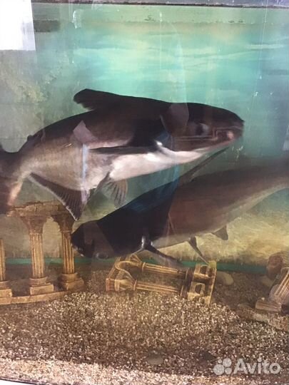 Аквариумные рыбки бронь