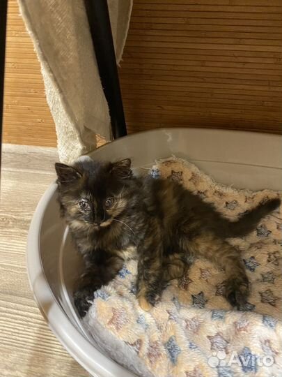 Котенок в добрые руки