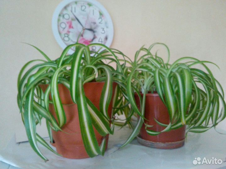 Хлорофитум хохлатый кудрявый Бонни