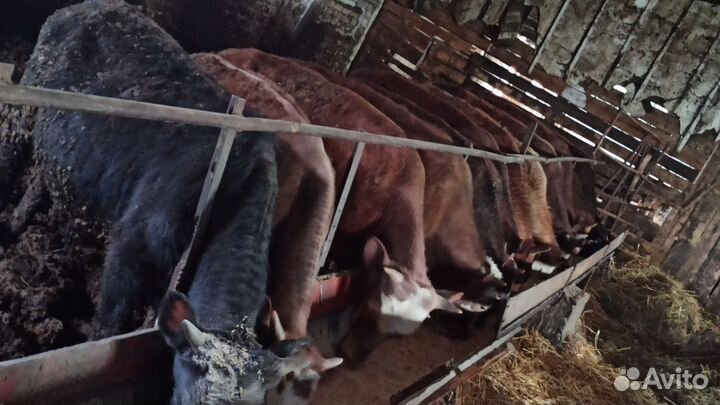 Бычки на откорм сементалы смесь с лимузином