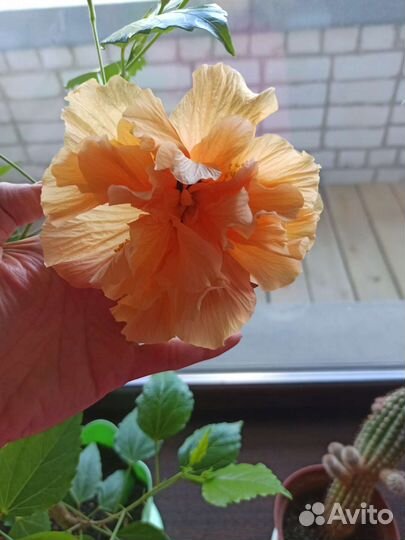 Гибискус махровый персик