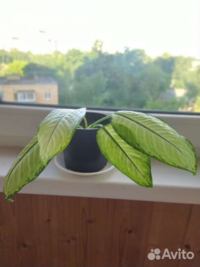 Диффенбахия