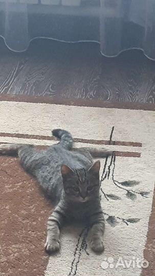 Кошка