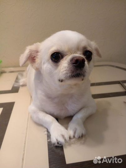 Стрижка собак и кошек Груминг Йорк Шпиц Чихуахуа