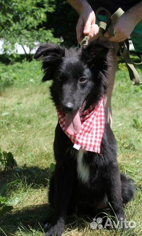 Собака в добрые руки, Пушкин