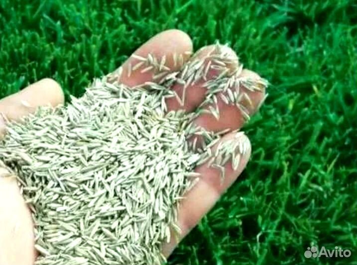 Семена, трава, газон