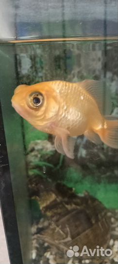 Золотая рыбка