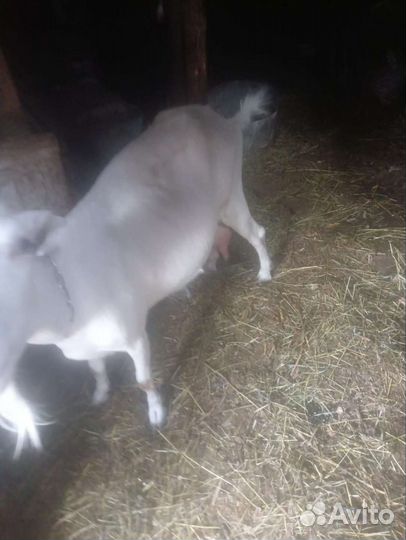 Коза дойная