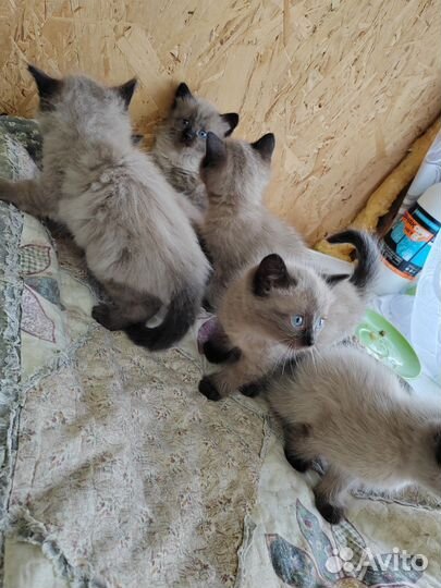 Отдам котят в добрые руки