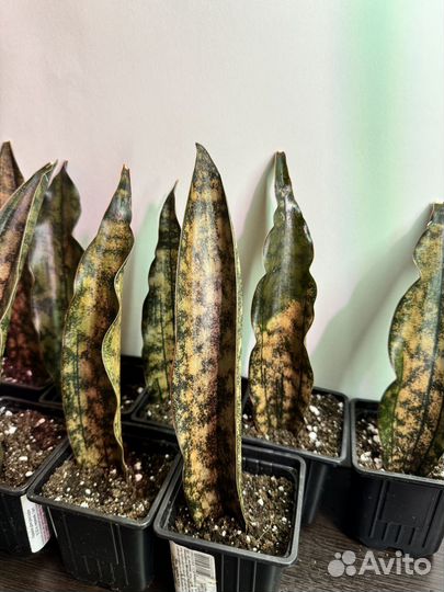 Сансивиерия