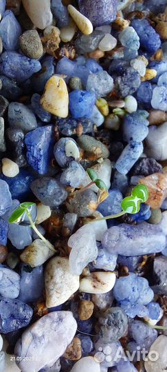 Семена берёзы повислой с сорта Purpurea