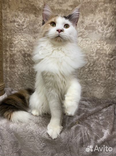 Котёнок девочка породы мейн кун с документами