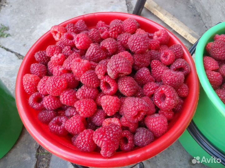 Саженцы малины