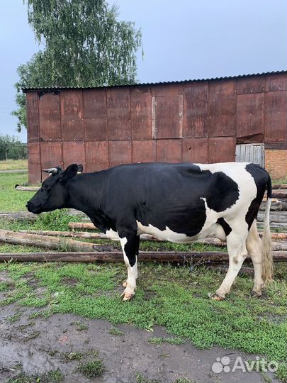 Корова стельная дойная