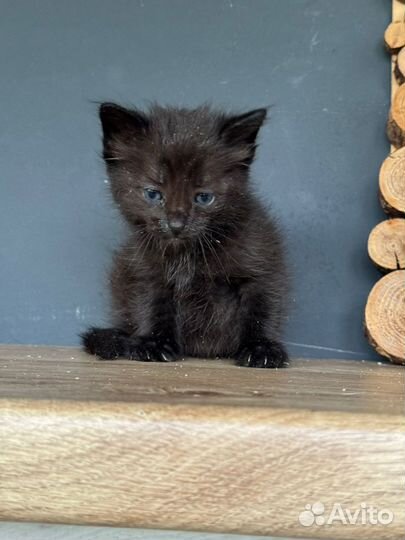 Котенок в добрые руки