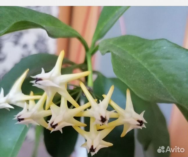 Хойя Мультифлора