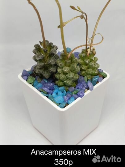 Суккуленты