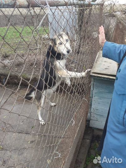 Отдам в добрые руки собаку