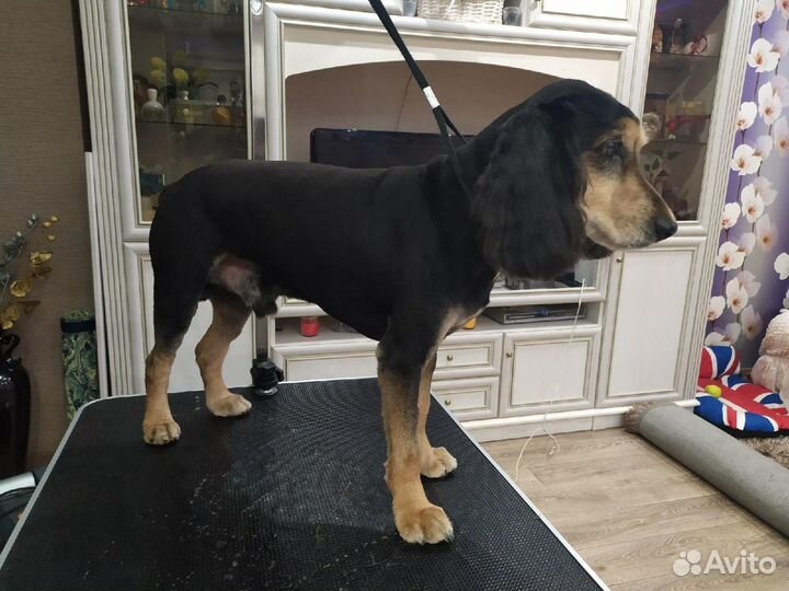 Стрижка собак - Груминг Собак