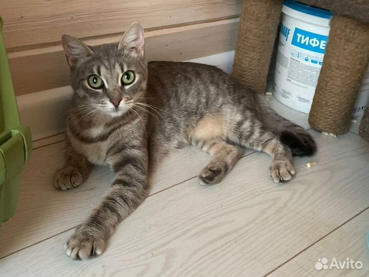 Кошка Серёжка в добрые руки