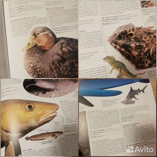 Энциклопедия животных 320 стр
