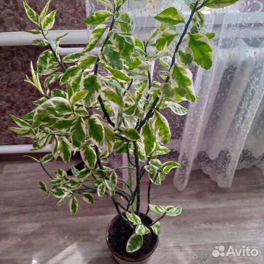 Комнатный цветок